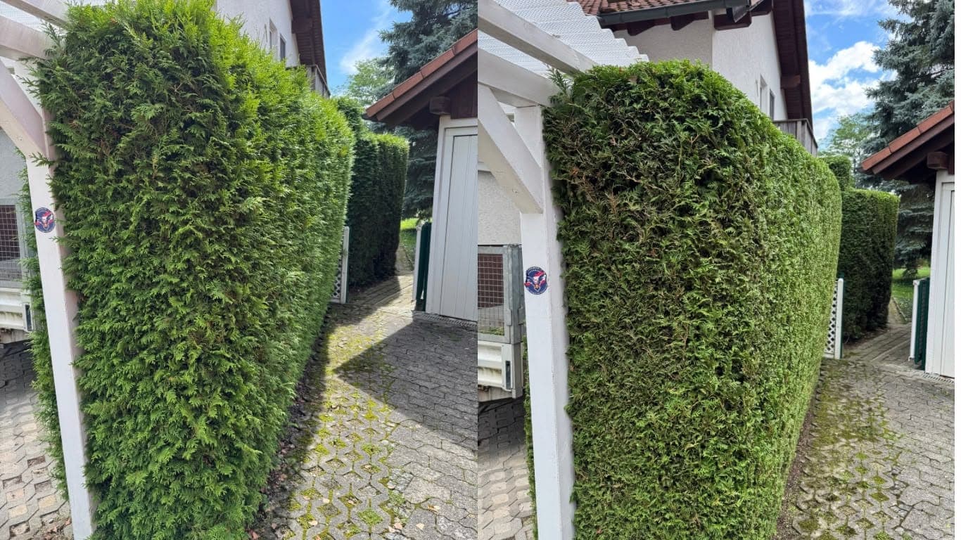 Thuja-Hecke an einer Einfahrt, links überwachsen, rechts gerade geschnitten