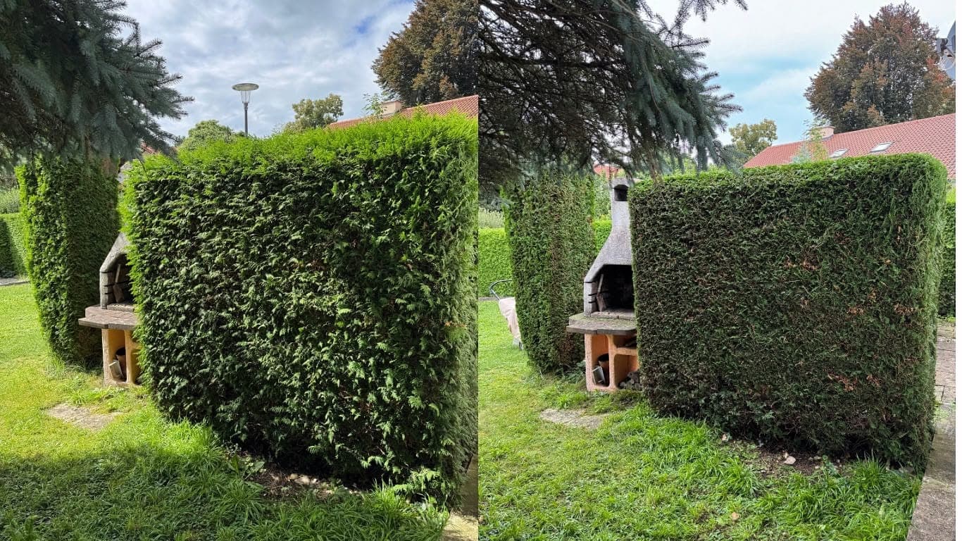 Hecke neben einem gemauerten Grill, links zugewachsen, rechts in klarer Form