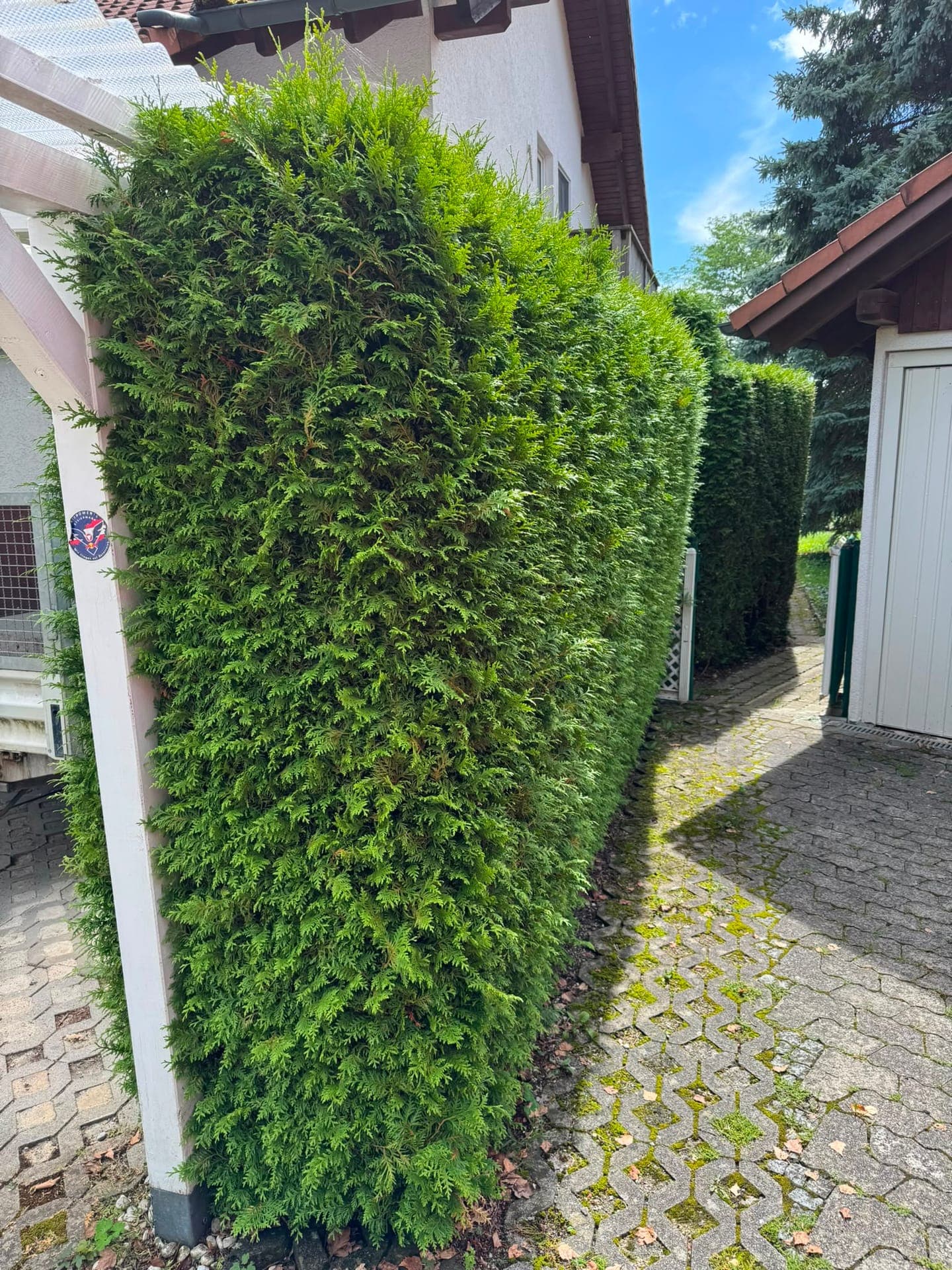 Hohe Thuja-Hecke mit frisch geschnittener, gerader Kante